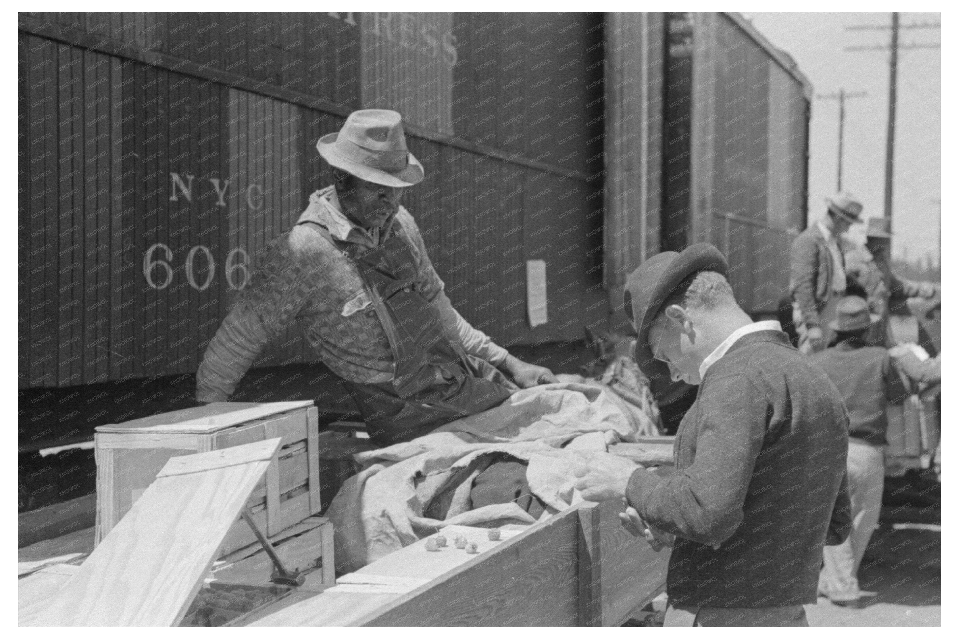 Strawberry Inspection at Hammond Louisiana April 1939