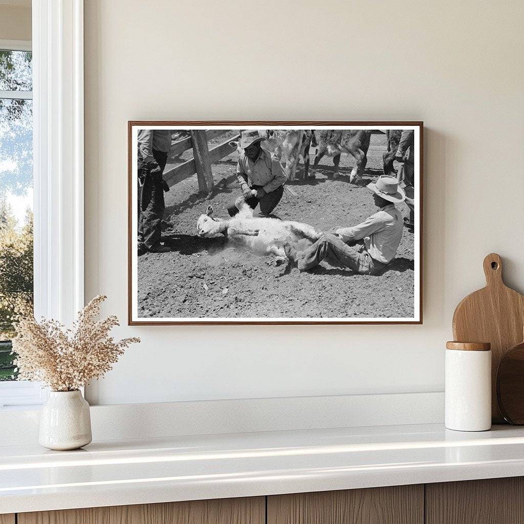 Branding a Calf at Walking X Ranch May 1939