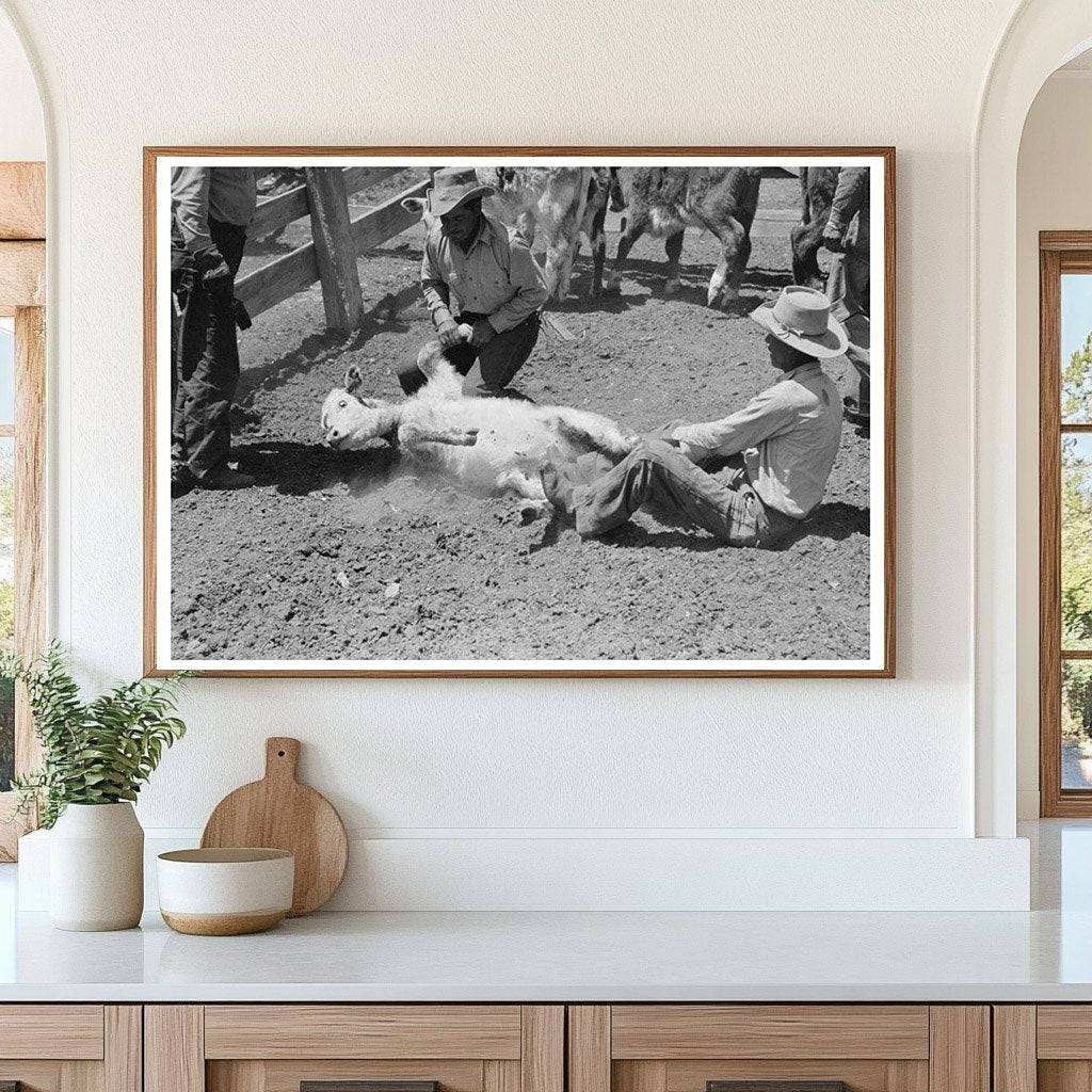 Branding a Calf at Walking X Ranch May 1939