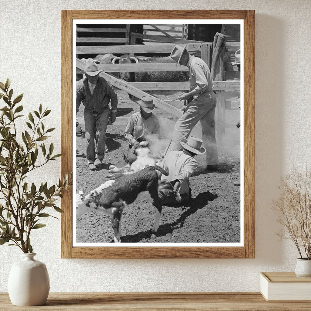 Cattle Inoculation at Walking X Ranch May 1939