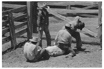 Cattle Branding at Walking X Ranch Marfa Texas 1939