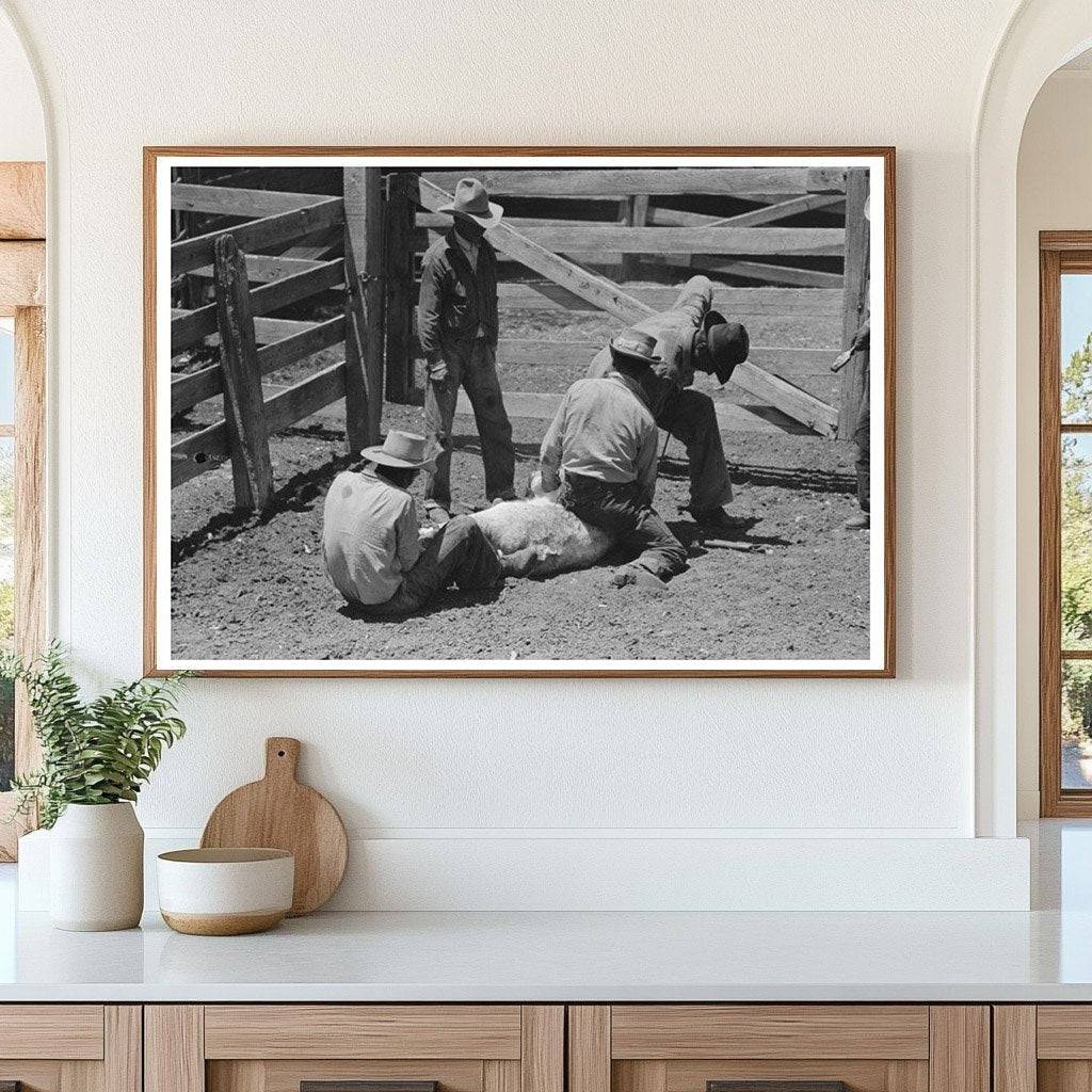 Cattle Branding at Walking X Ranch Marfa Texas 1939