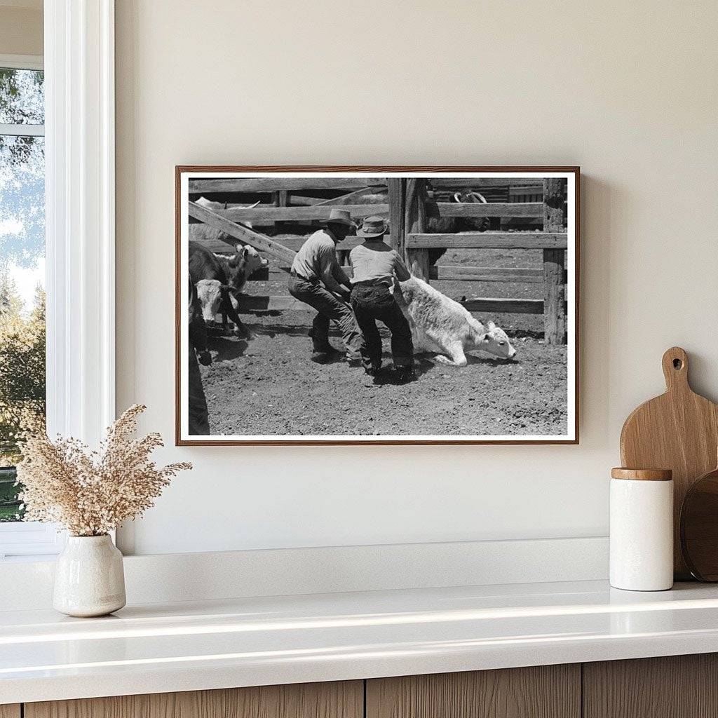 Vintage Ranch Scene Branding Calf Marfa Texas 1939