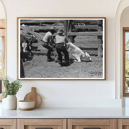 Vintage Ranch Scene Branding Calf Marfa Texas 1939