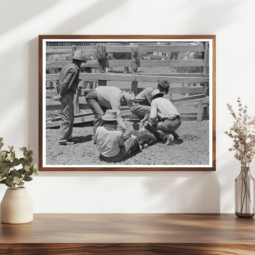 Rancher Branding Calf at Walking X Ranch May 1939