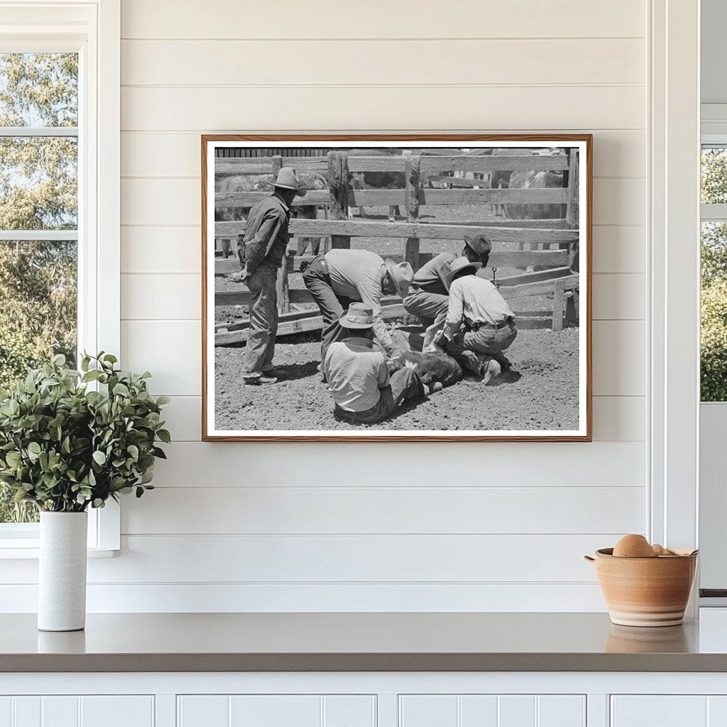 Rancher Branding Calf at Walking X Ranch May 1939