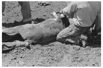 Branding Operations at Walking X Ranch May 1939