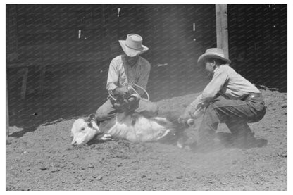 Ranch Scene in Marfa Texas May 1939 Calf Throwing