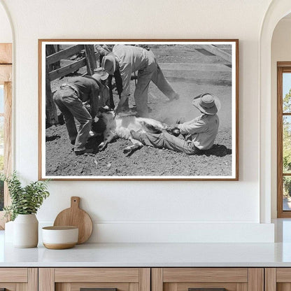 Calf Inoculation During Branding at Walking X Ranch 1939