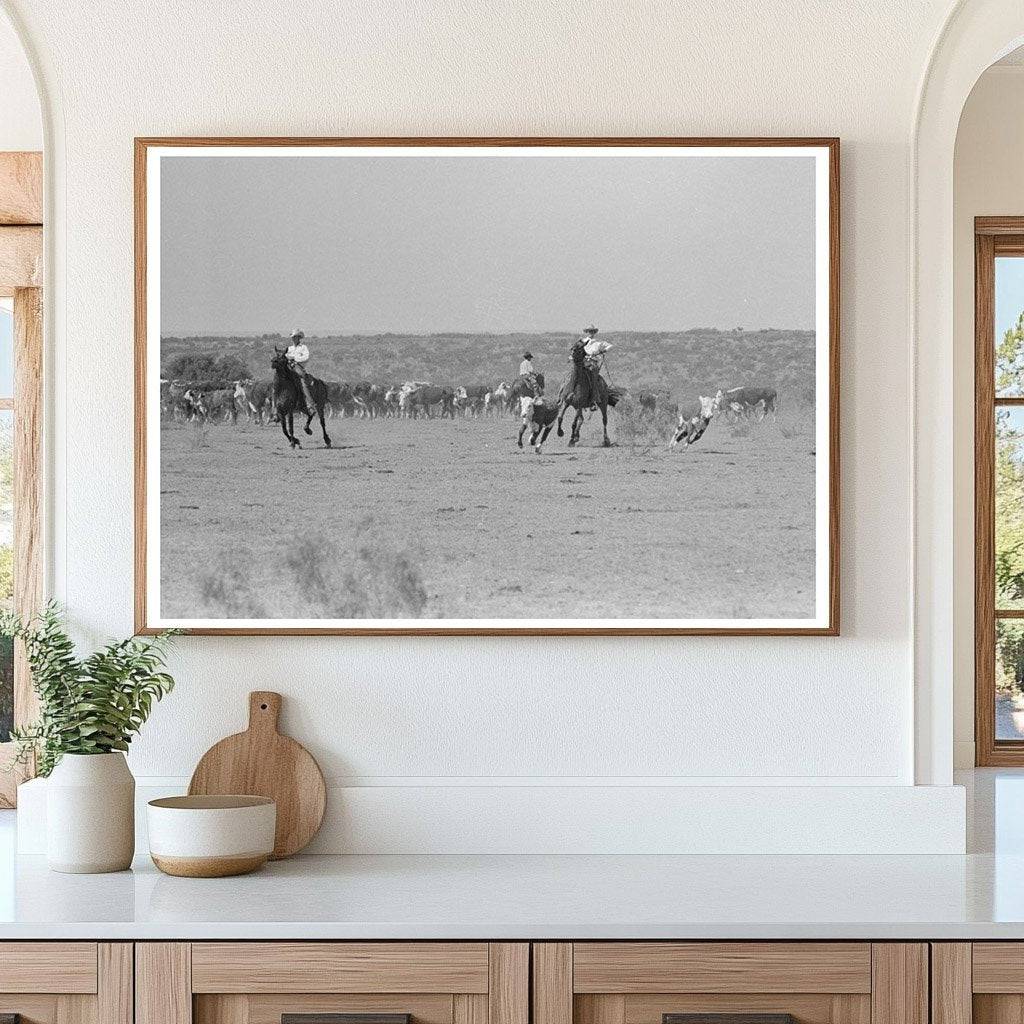 Calf Branding Process at SMS Ranch Spur Texas 1939