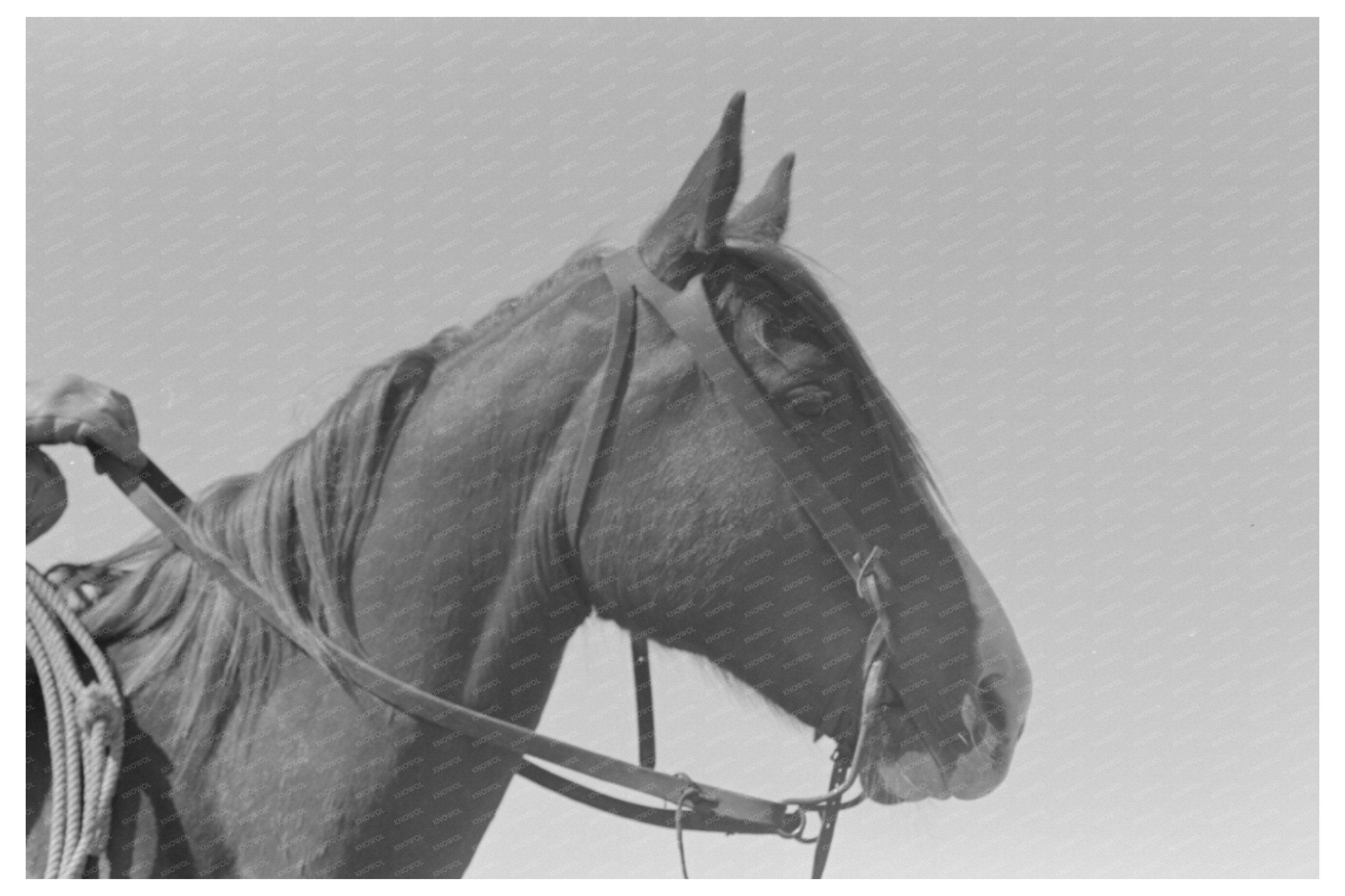 Horses Head and Cowboy Gloves Texas Ranch 1939