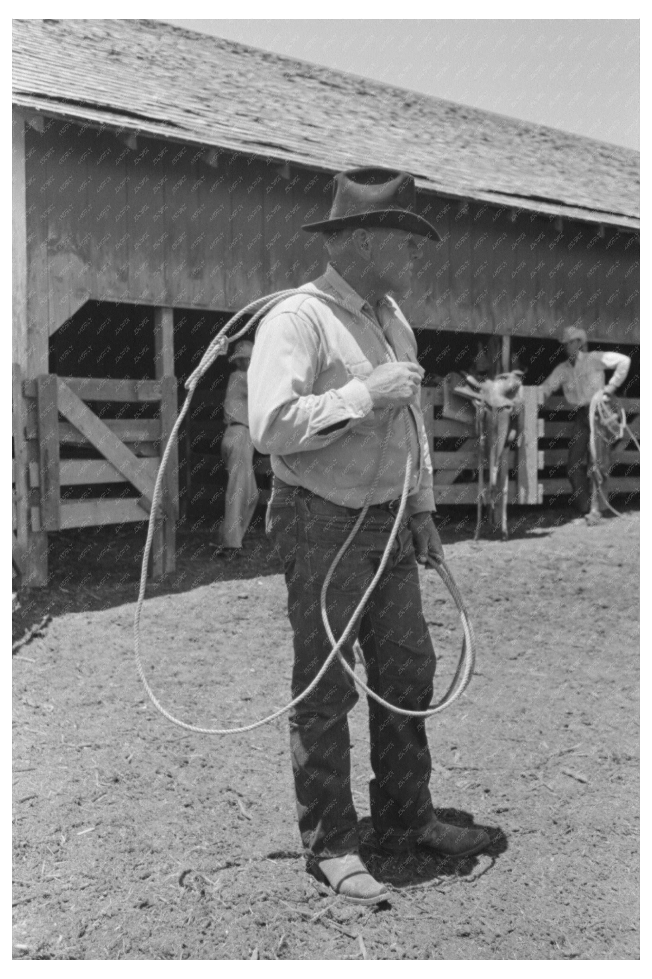 Cowboy Roping Cattle on Texas Ranch May 1939