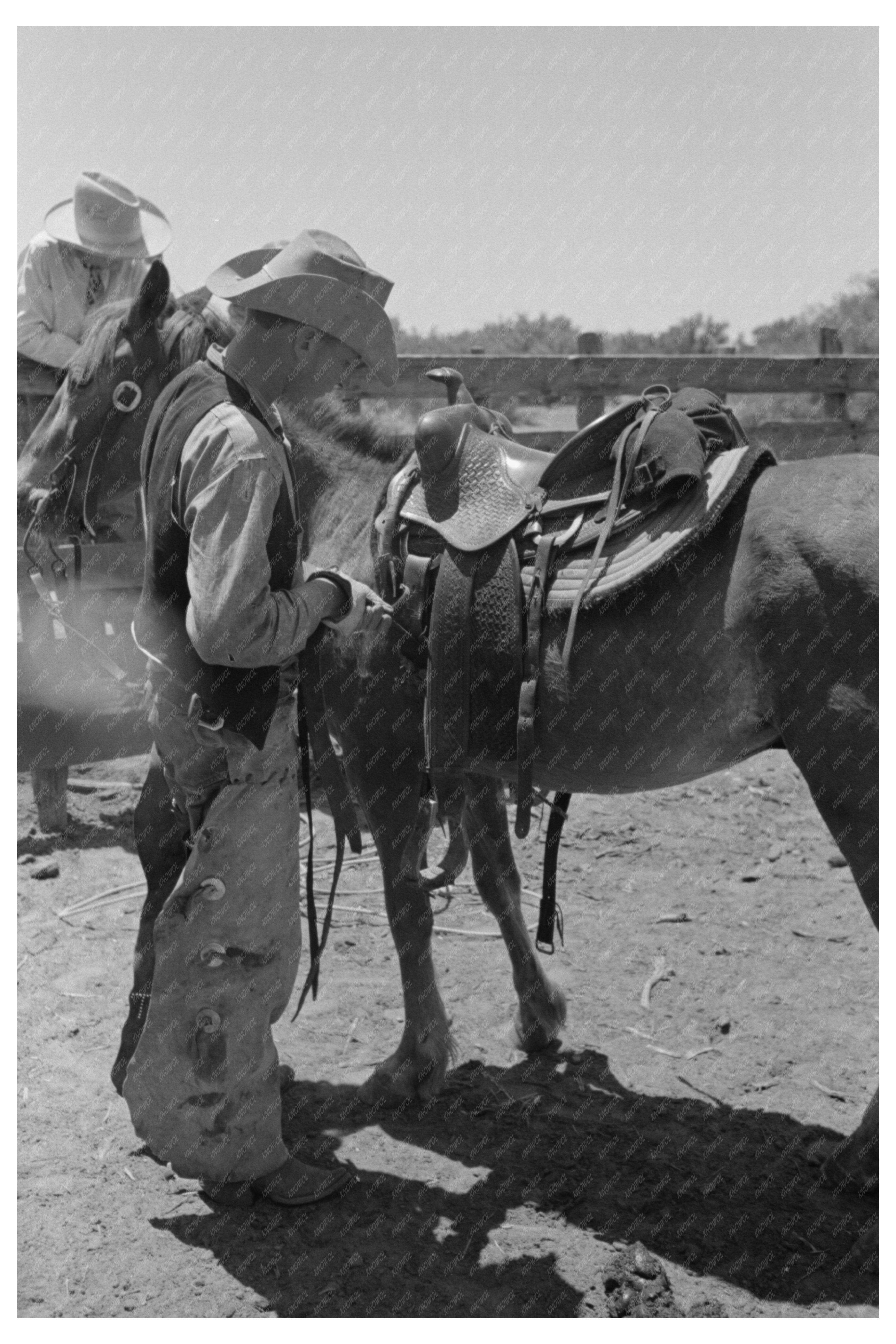 Rancher Tightening Saddle at SMS Ranch Texas May 1939