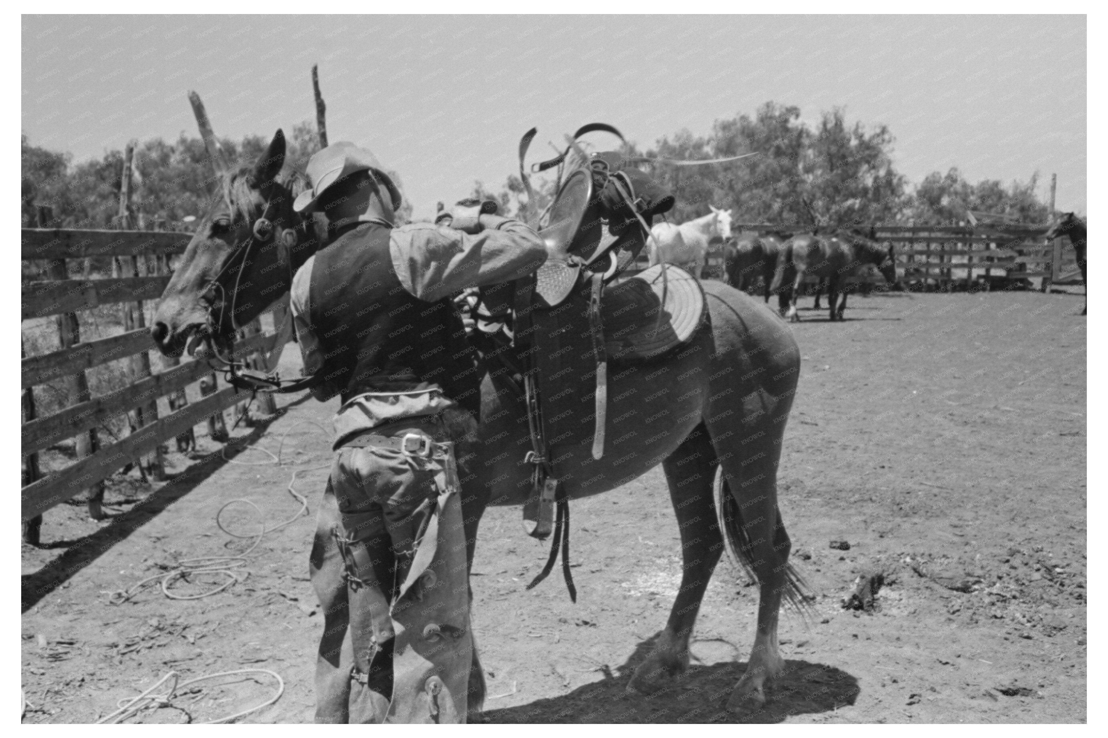 Cowboy Saddling Horse at SMS Ranch Spur Texas 1939