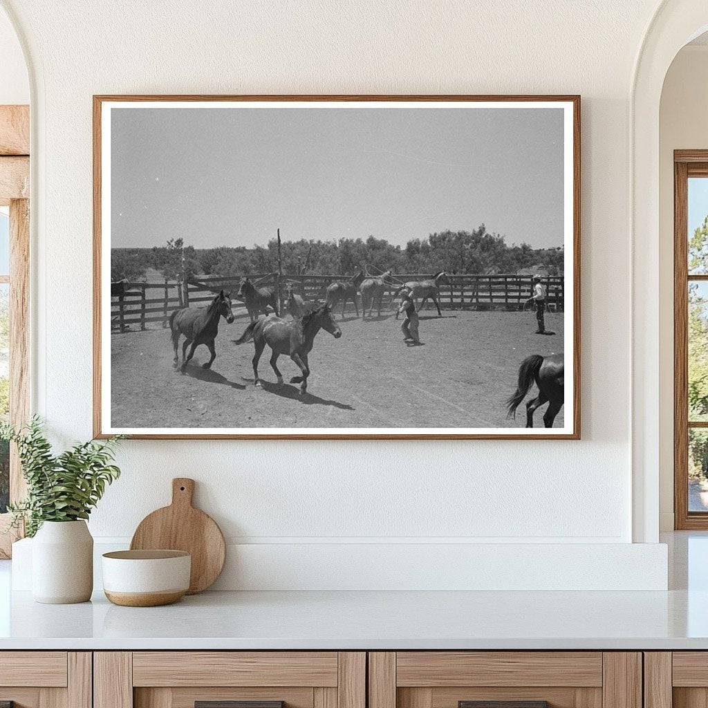 Cowboy Roping Horse in Spur Texas May 1939