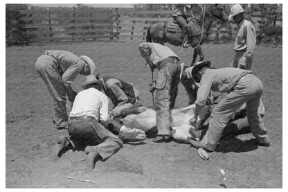 Ranch Workers Branding Cattle Spur Texas May 1939