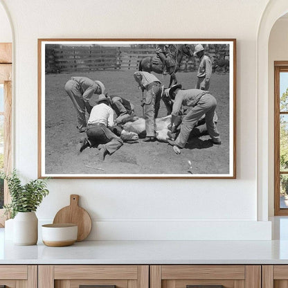 Ranch Workers Branding Cattle Spur Texas May 1939