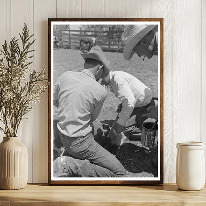 Calf Horn Removal Process at SMS Ranch Texas May 1939