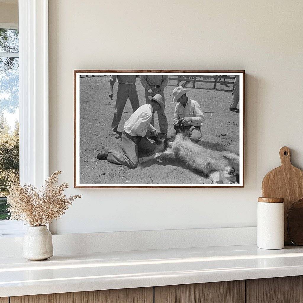 Calf Horn Removal Process at SMS Ranch May 1939