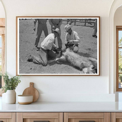 Calf Horn Removal Process at SMS Ranch May 1939