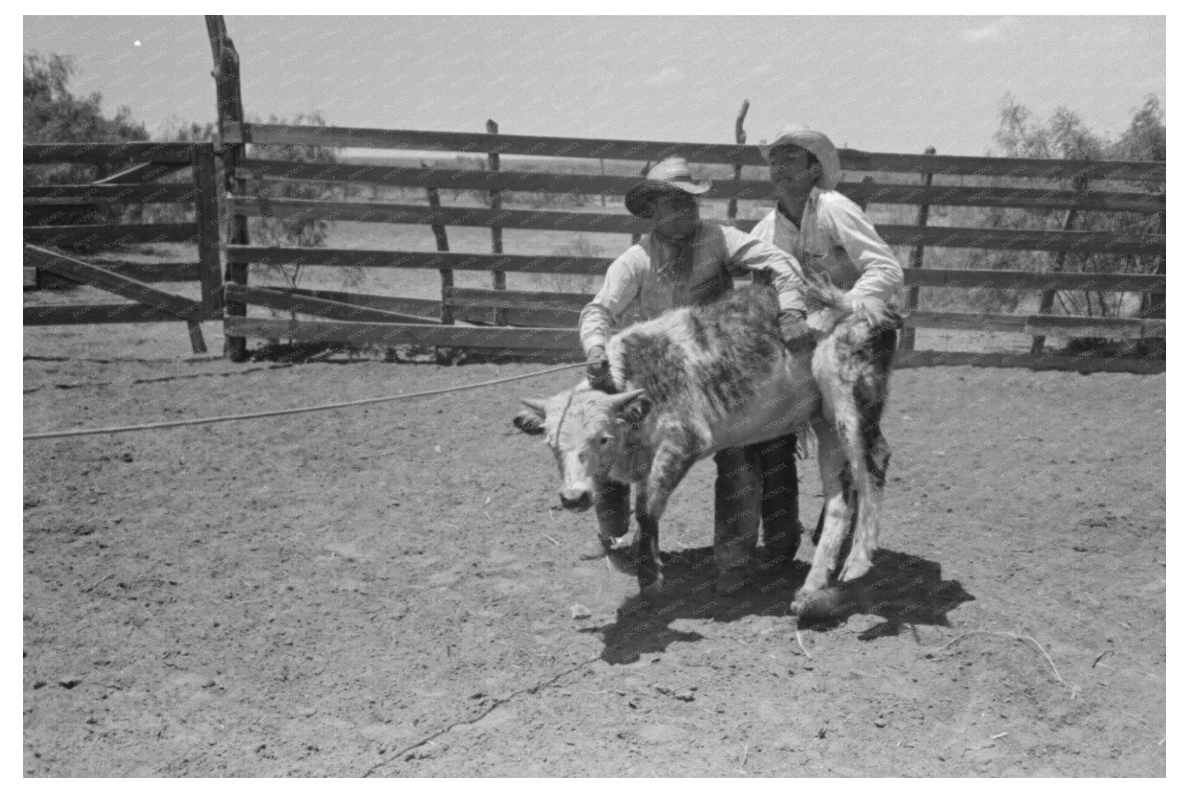 Cowboys Restraining Calf at Spur Texas Ranch 1939