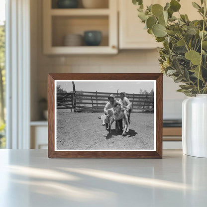 Cowboys Restraining Calf at Spur Texas Ranch 1939