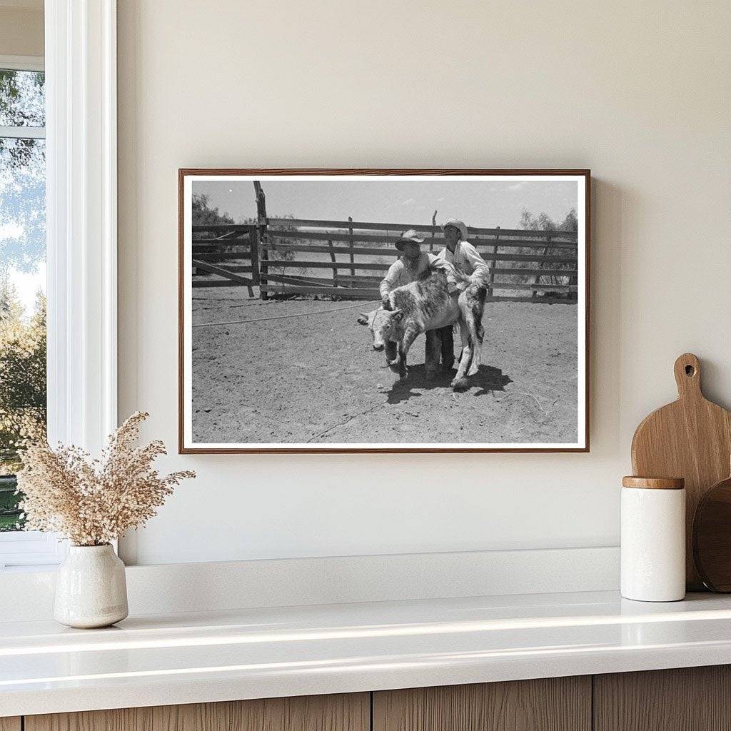 Cowboys Restraining Calf at Spur Texas Ranch 1939