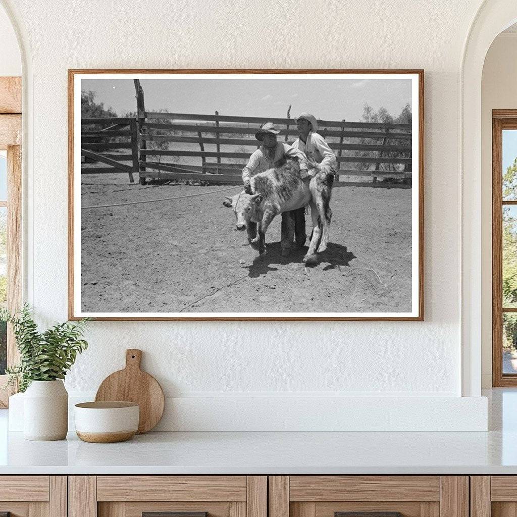 Cowboys Restraining Calf at Spur Texas Ranch 1939