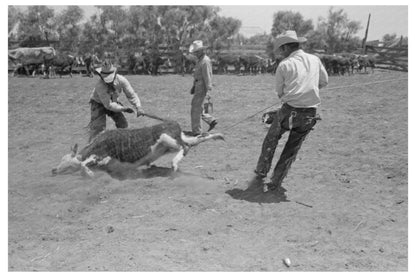 Cowboys Managing Calf on Texas Ranch May 1939