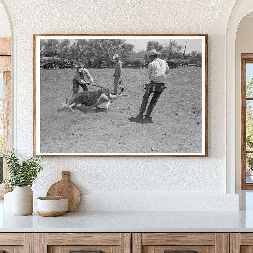 Cowboys Managing Calf on Texas Ranch May 1939