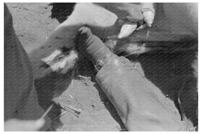 Cattle Ranching Practices Spur Texas May 1939