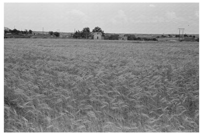 Wheat Field in Hydro Oklahoma June 1939