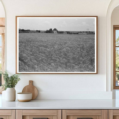 Wheat Field in Hydro Oklahoma June 1939