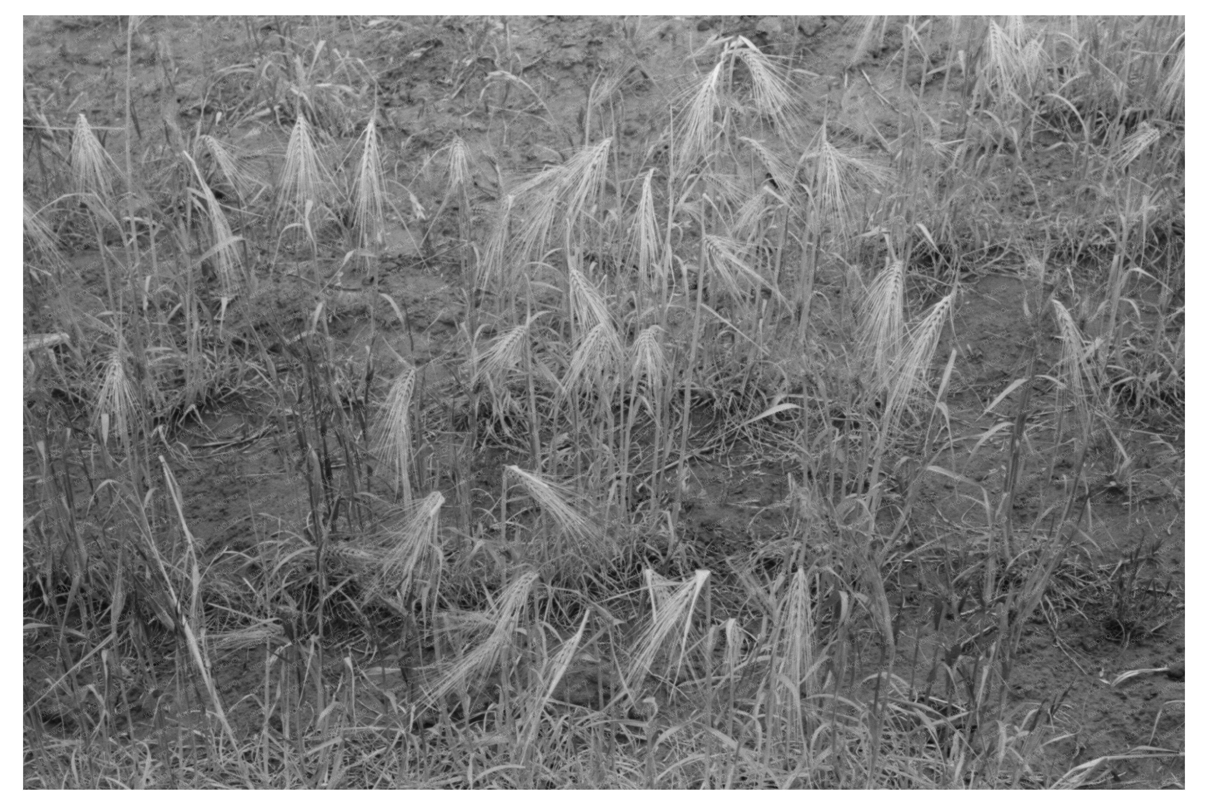 Burned-Out Wheat Fields Hydro Oklahoma June 1939