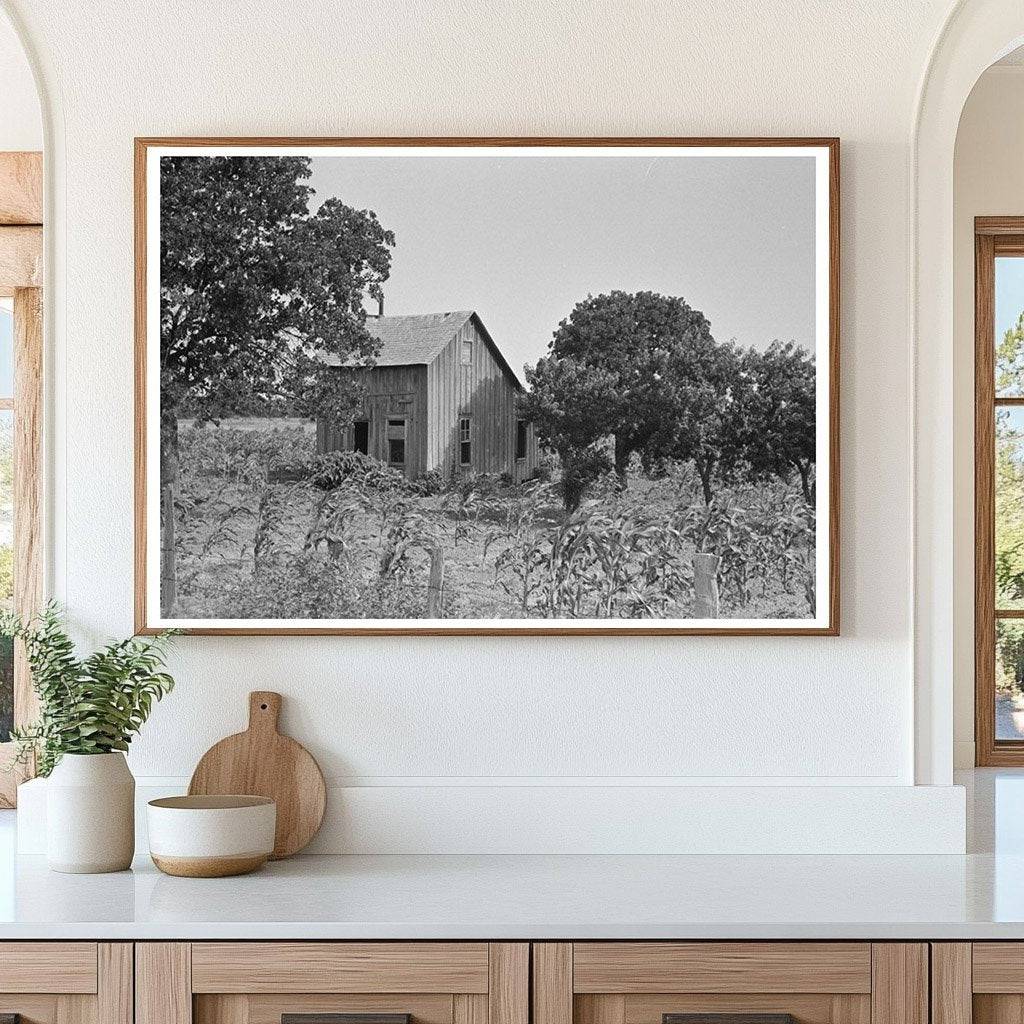 Abandoned House and Corn Field McIntosh County 1939