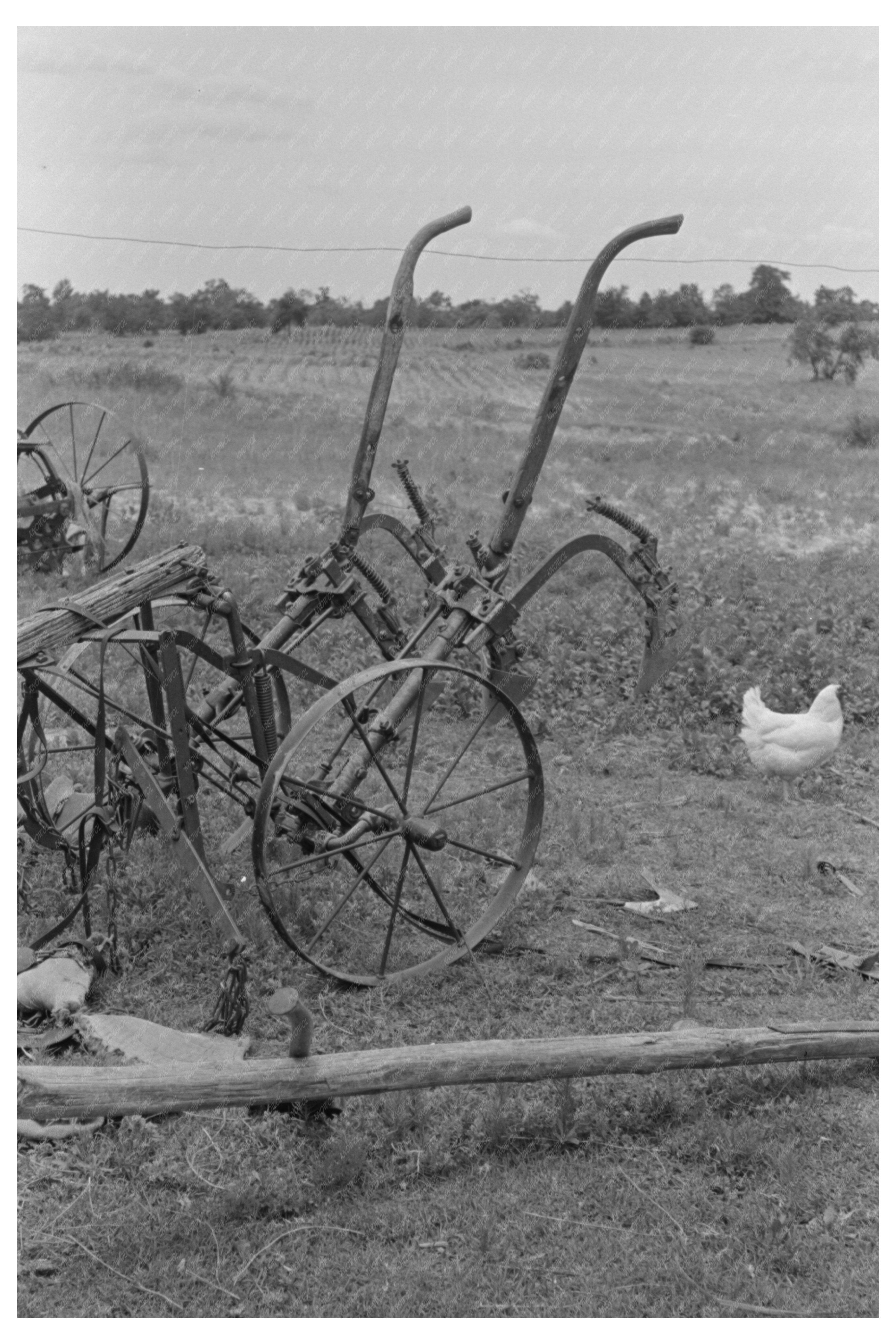 Vintage Buggy in Daisies Field Oklahoma 1939