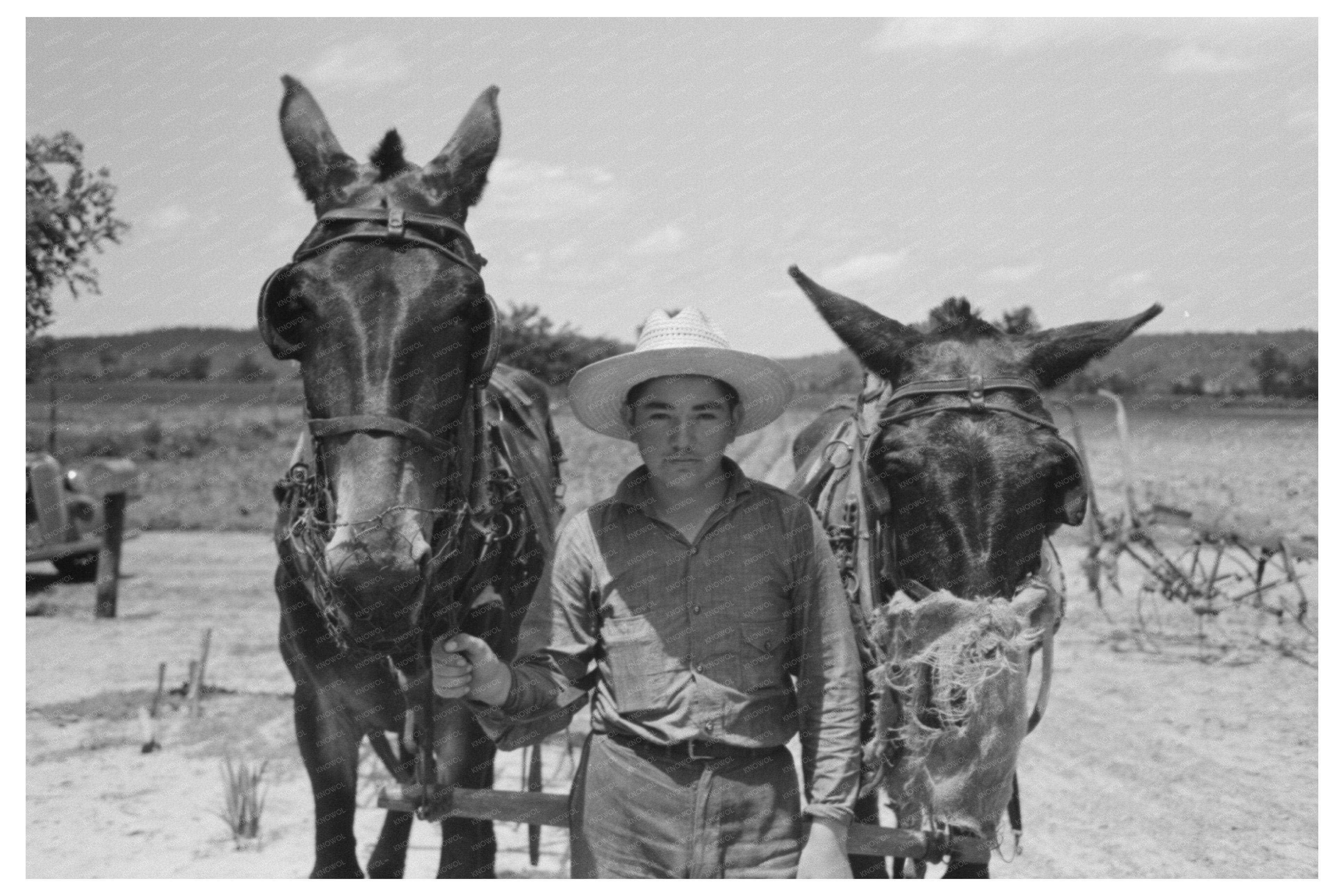 Mules with Muzzle Guards on Oklahoma Farm June 1939