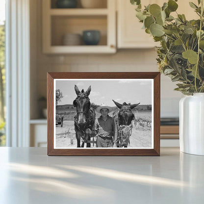 Mules with Muzzle Guards on Oklahoma Farm June 1939