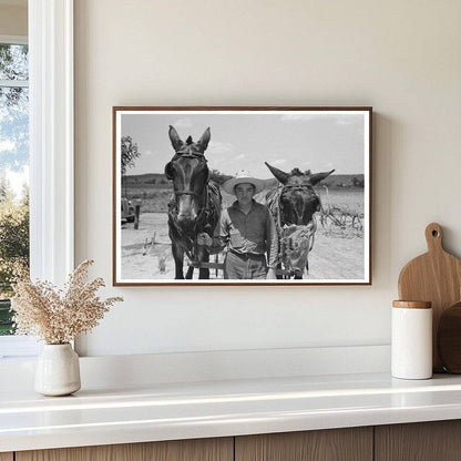 Mules with Muzzle Guards on Oklahoma Farm June 1939