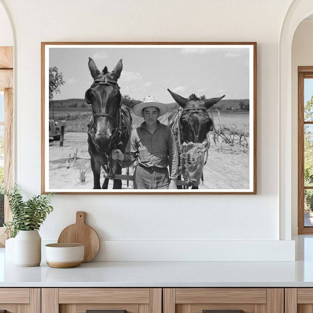 Mules with Muzzle Guards on Oklahoma Farm June 1939