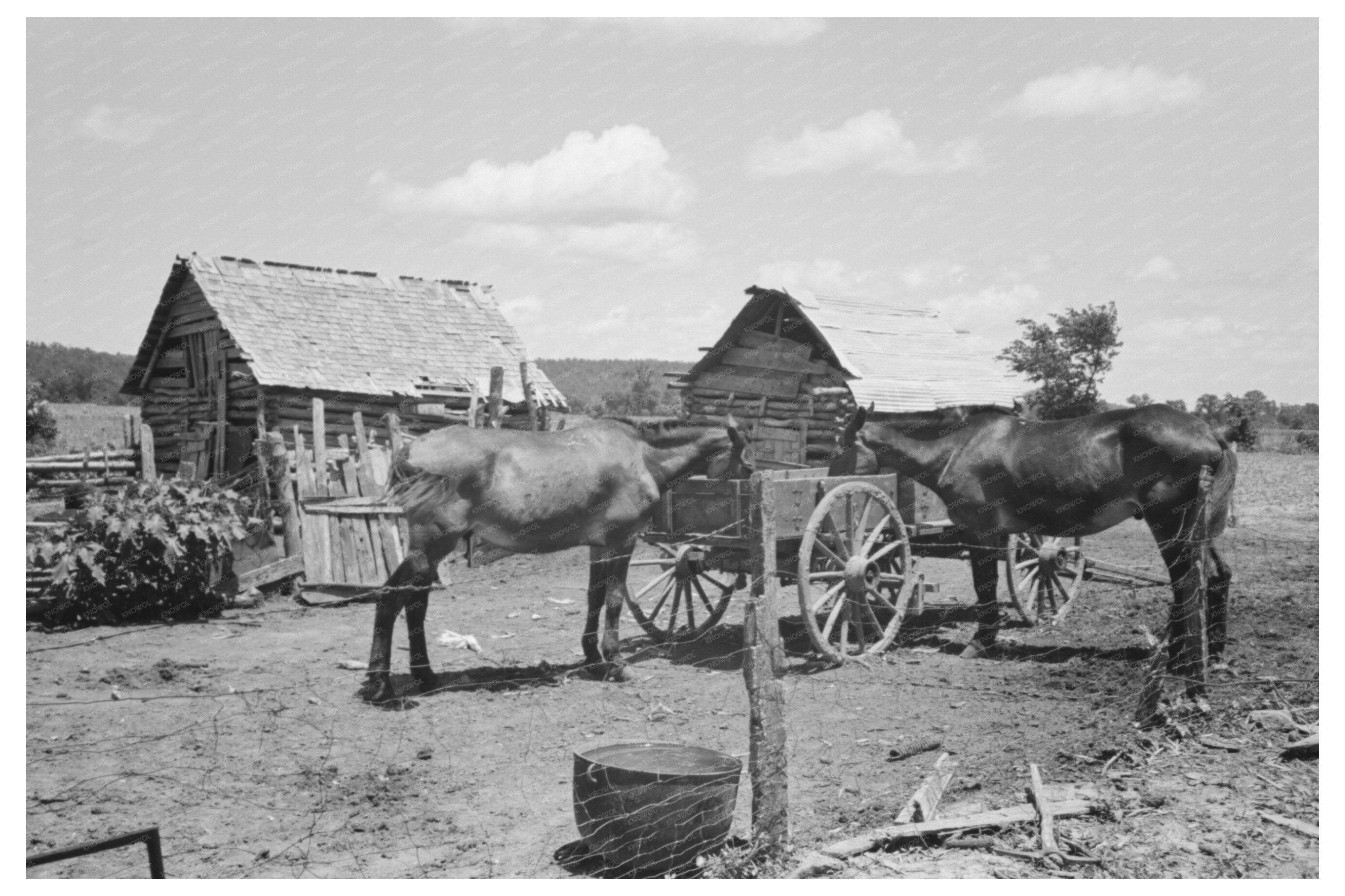 Mules in Barnyard of African American Farm June 1939