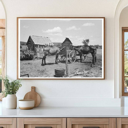 Mules in Barnyard of African American Farm June 1939