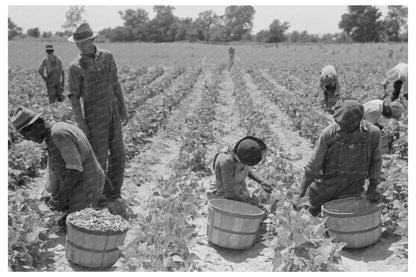 String Bean Picking in Muskogee Oklahoma June 1939