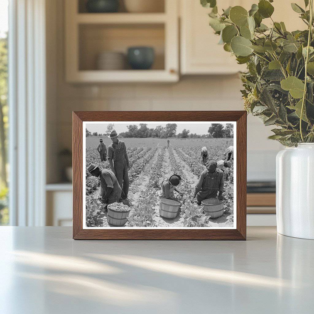 String Bean Picking in Muskogee Oklahoma June 1939