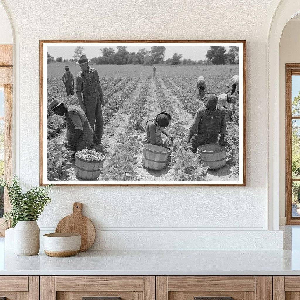 String Bean Picking in Muskogee Oklahoma June 1939