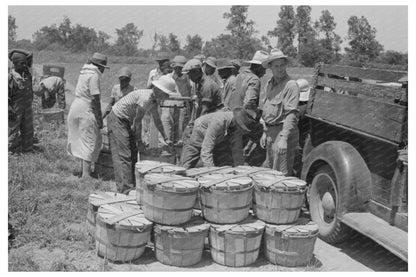 String Bean Harvesting in Muskogee Oklahoma June 1939