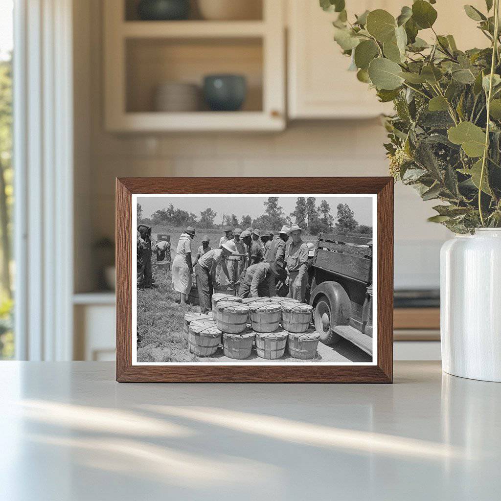 String Bean Harvesting in Muskogee Oklahoma June 1939