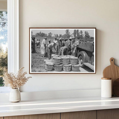 String Bean Harvesting in Muskogee Oklahoma June 1939