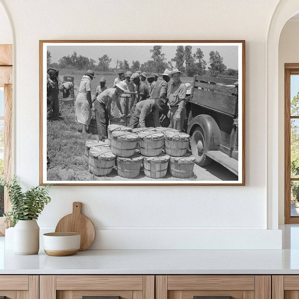 String Bean Harvesting in Muskogee Oklahoma June 1939