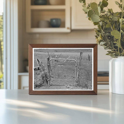 Fence and Gate Construction on Tenant Farm June 1939